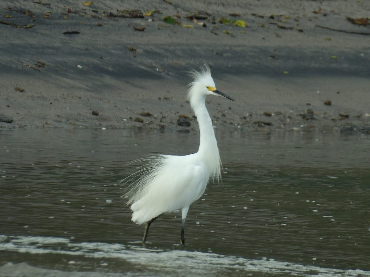 Snowy Egret - ML623956748