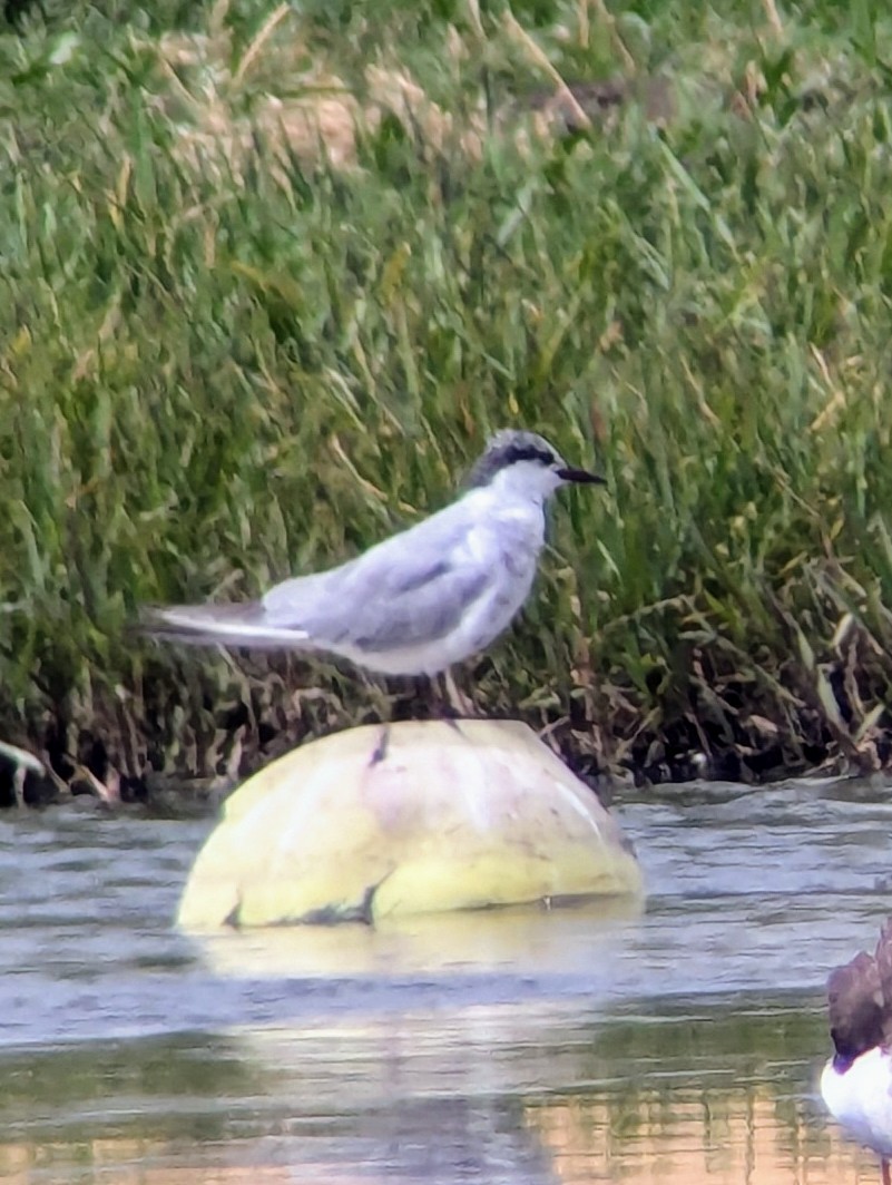 Little Tern - ML623956749