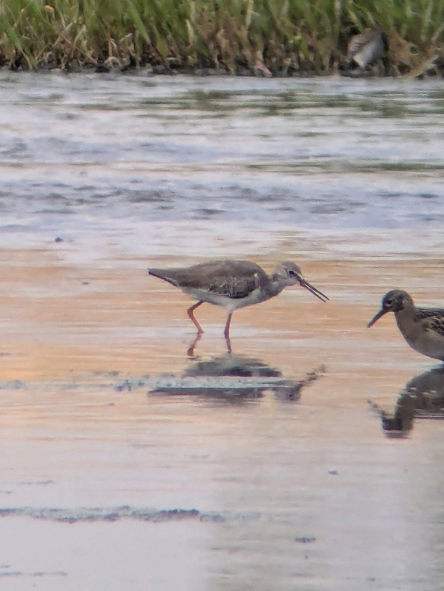 Common Redshank - ML623956754