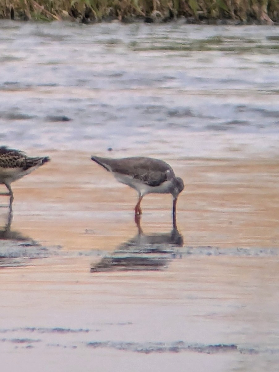 Common Redshank - ML623956755