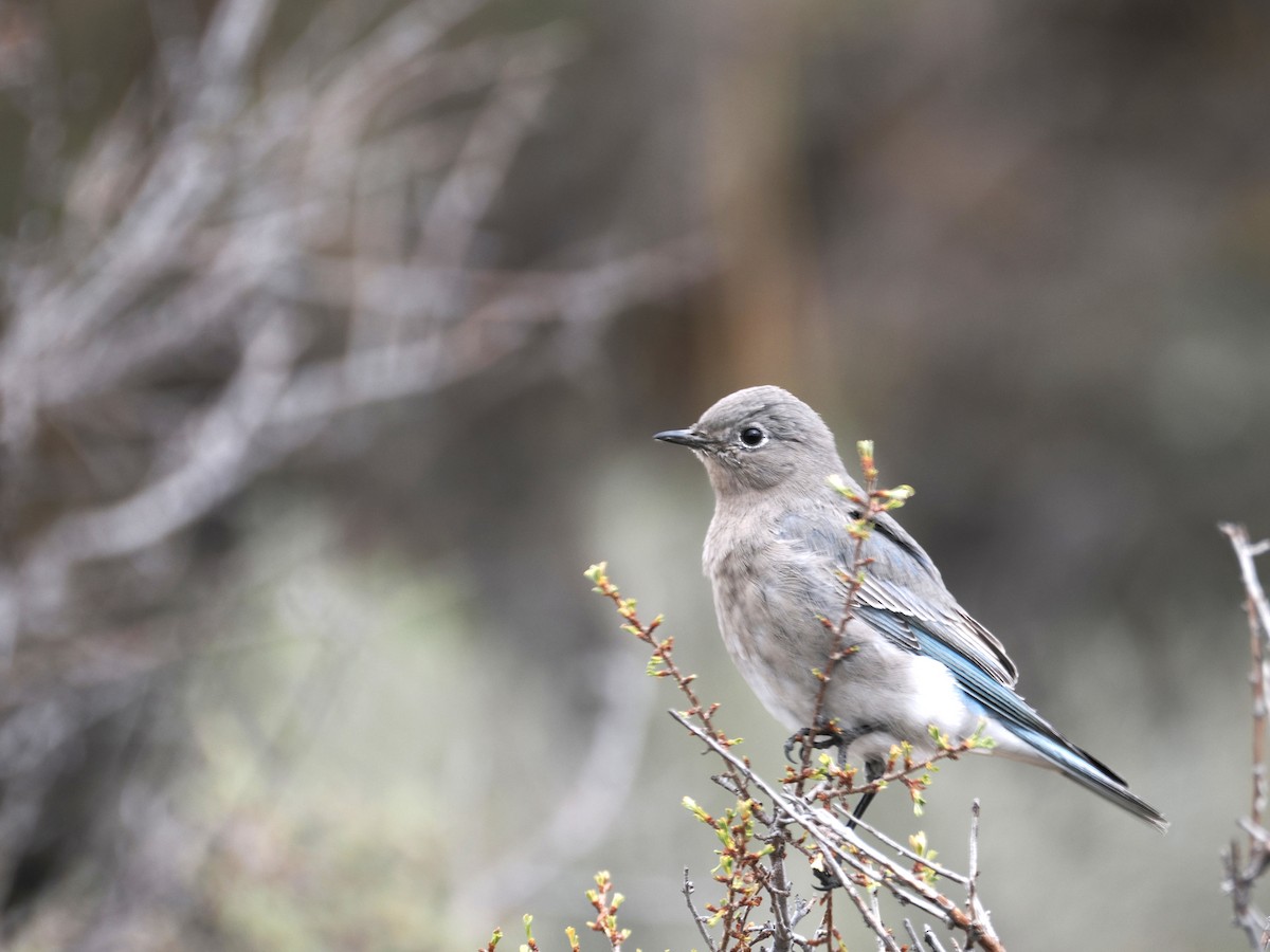 Mountain Bluebird - ML623956758