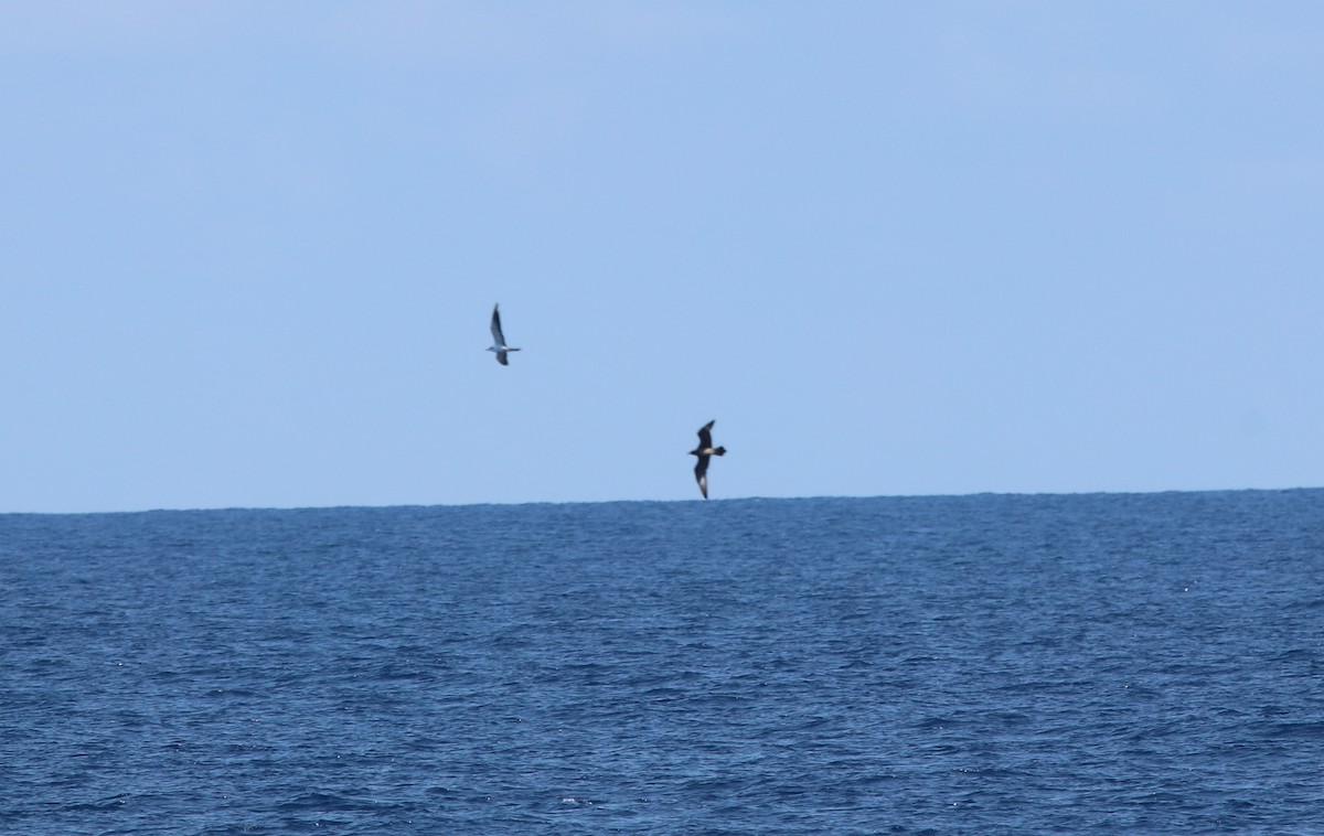 Long-tailed Jaeger - ML623956788