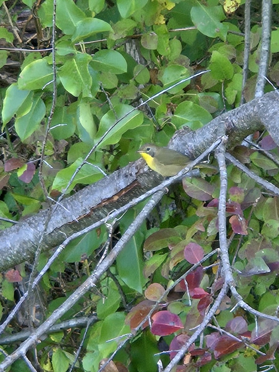 Common Yellowthroat - Melissa Gross