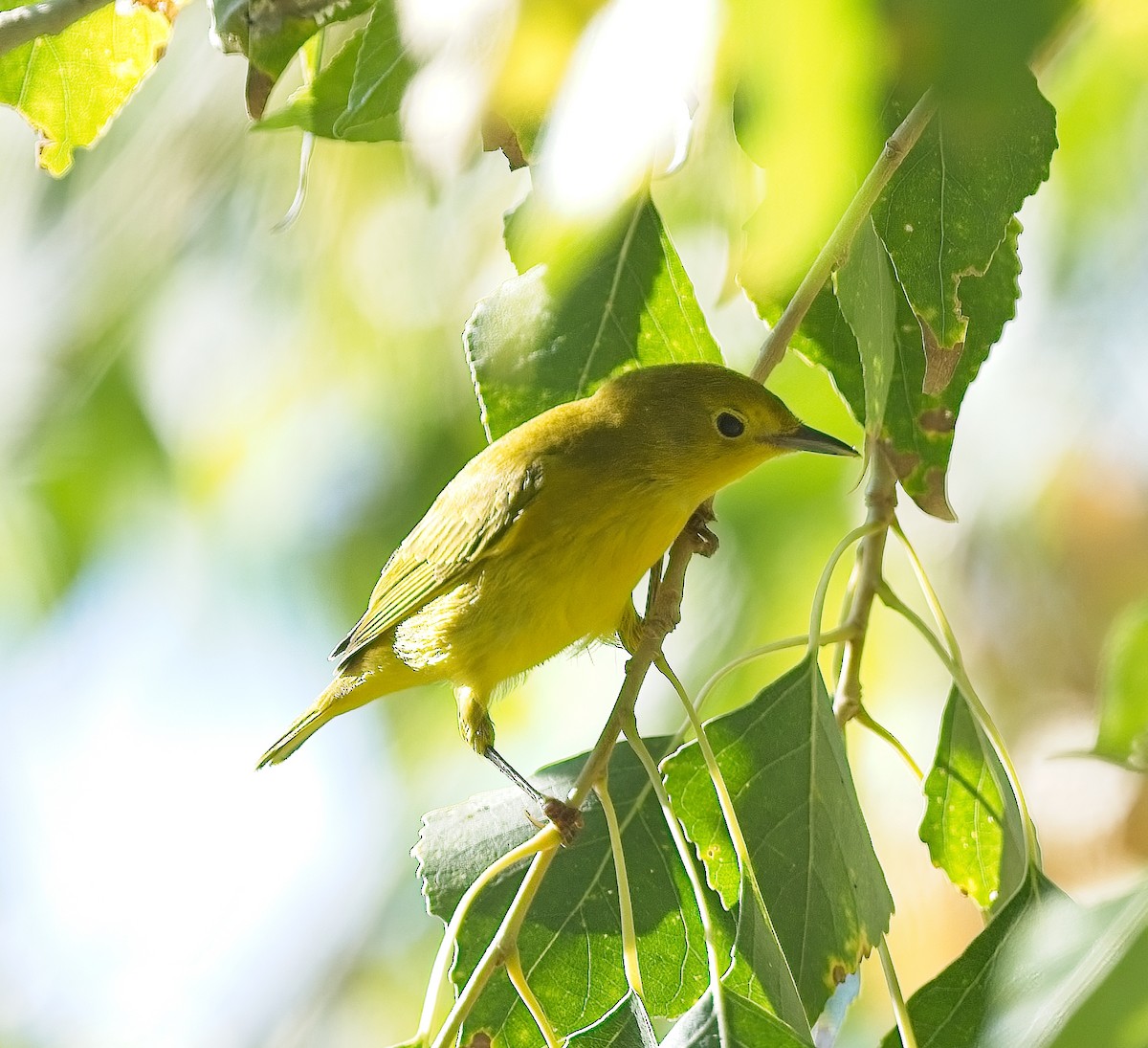 Yellow Warbler - kim morse