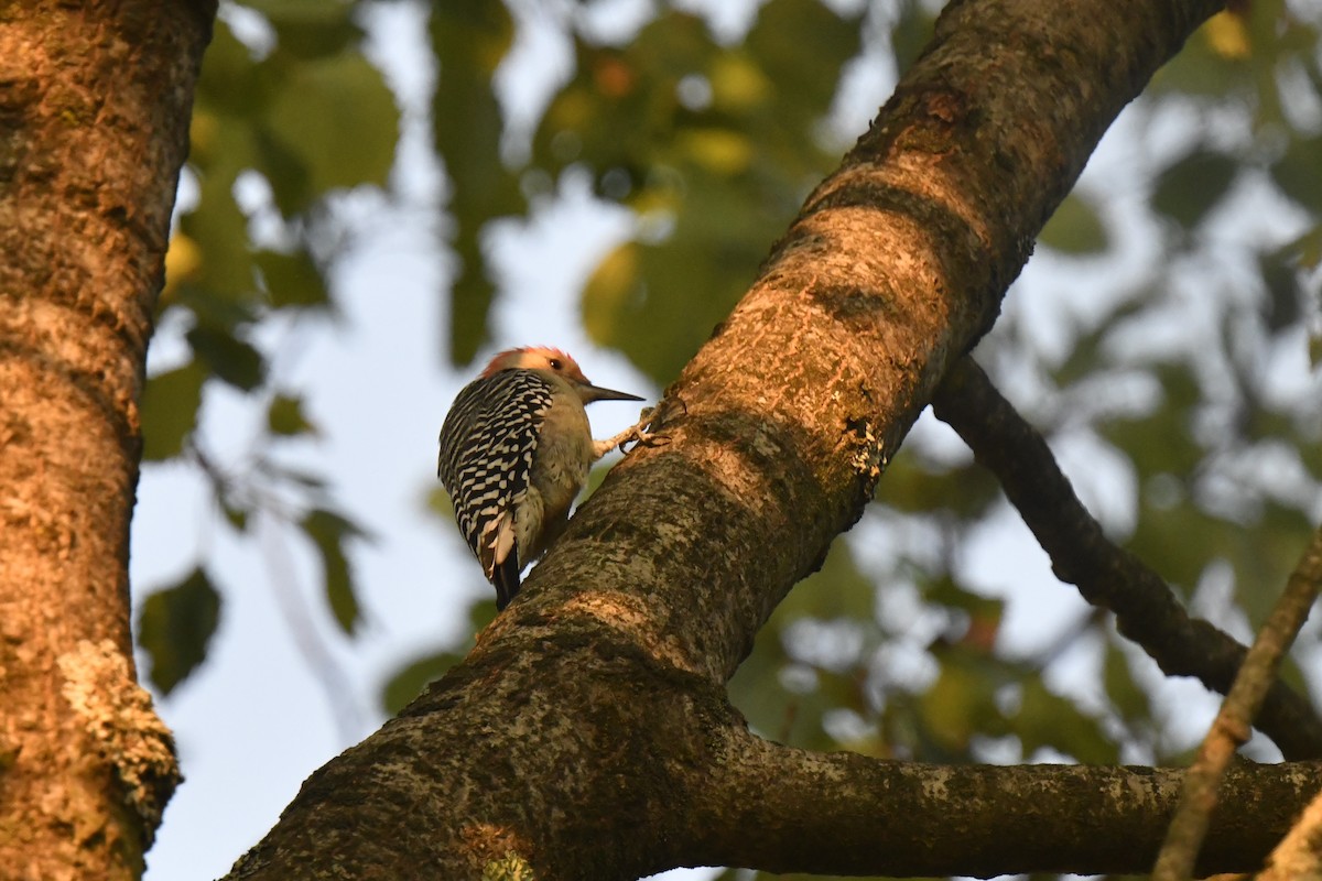 Red-bellied Woodpecker - ML623956810