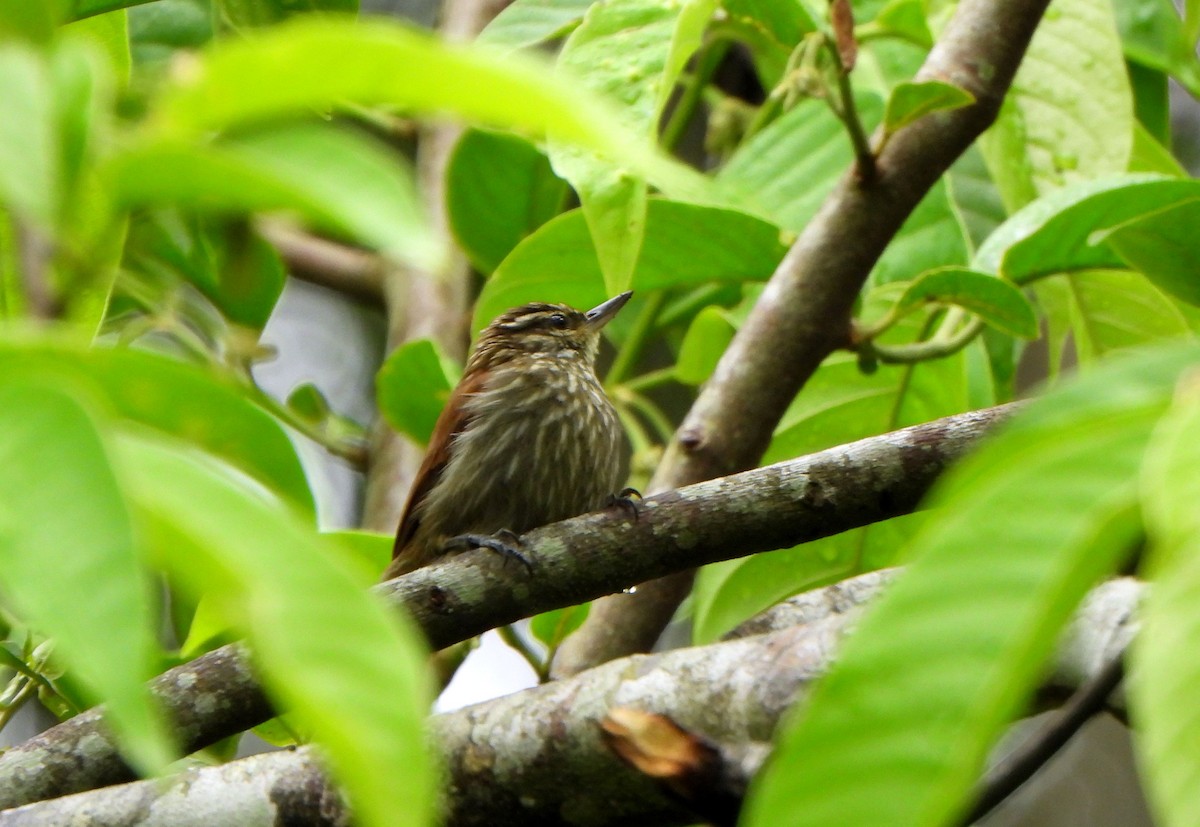 Streaked Xenops - Klaus Lachenmaier