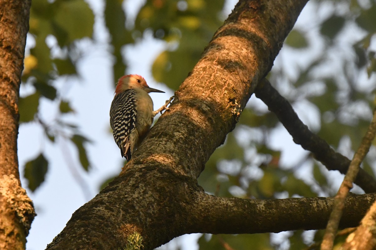 Red-bellied Woodpecker - ML623956814