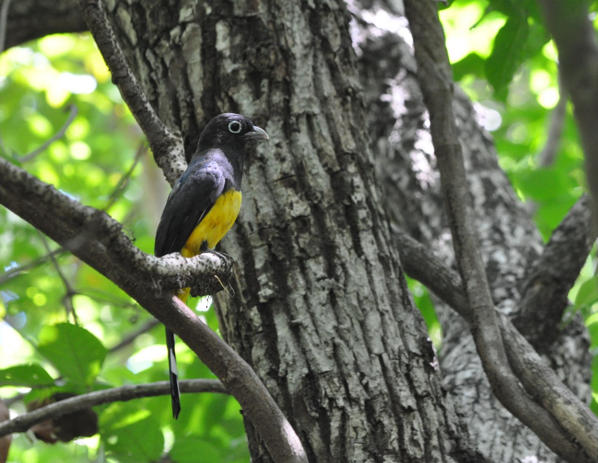 Kara Başlı Trogon - ML623956829