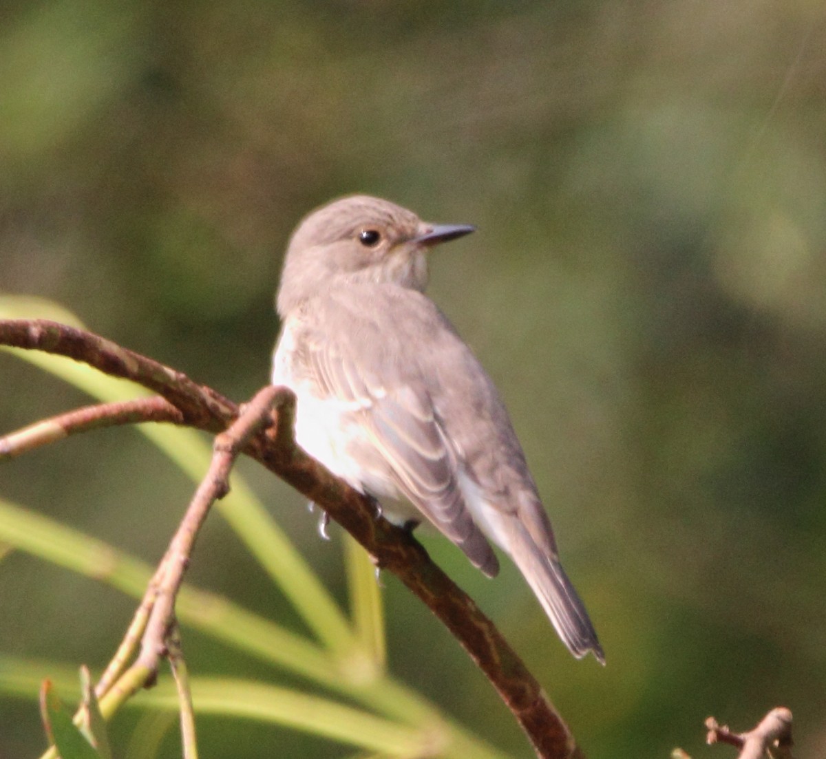 Spotted Flycatcher - Pablo Miki Garcia Gonzalez