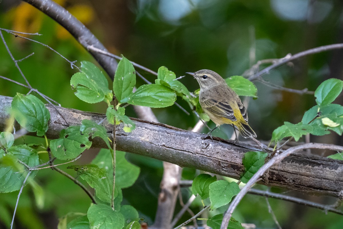 Palm Warbler - ML623956848