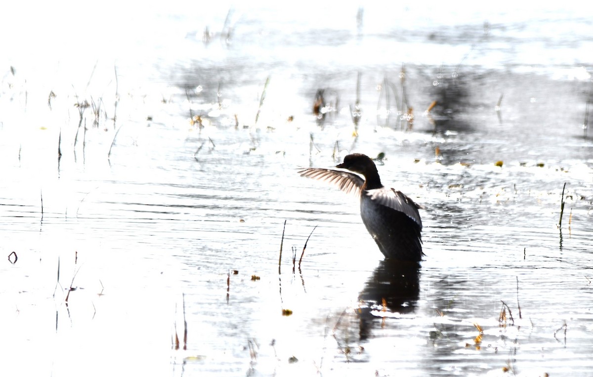 Pied-billed Grebe - ML623956850