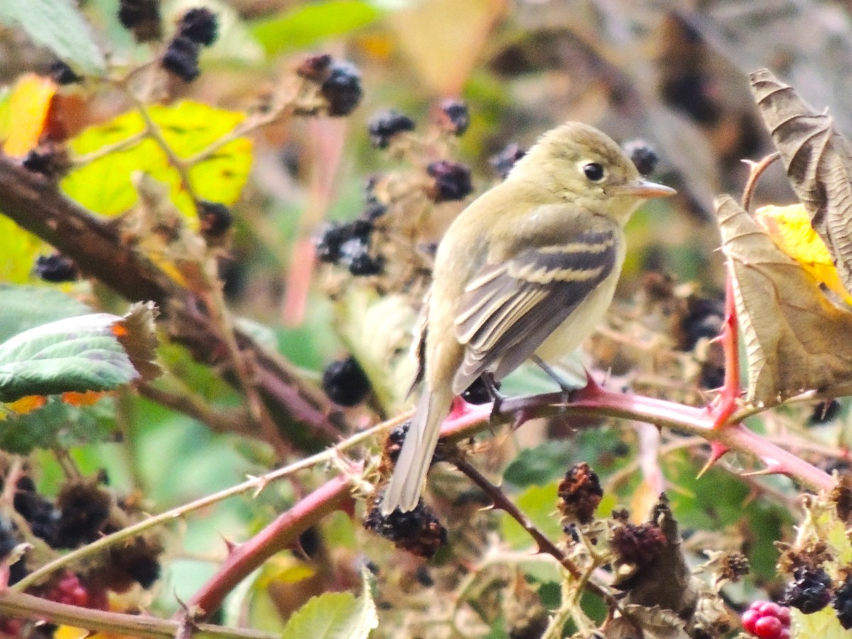 Western Flycatcher - ML623956853