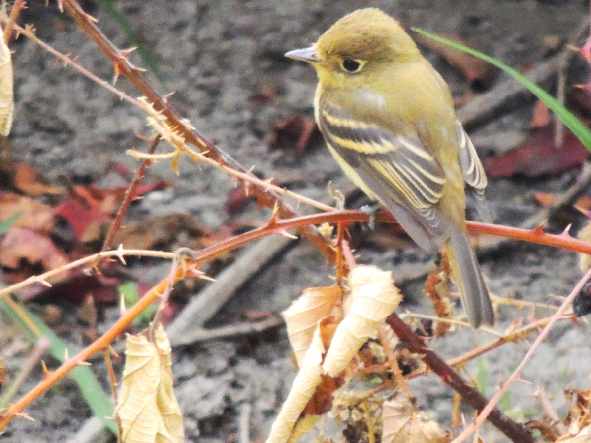 Western Flycatcher - ML623956854