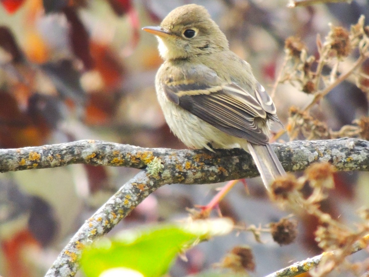 Western Flycatcher - ML623956855