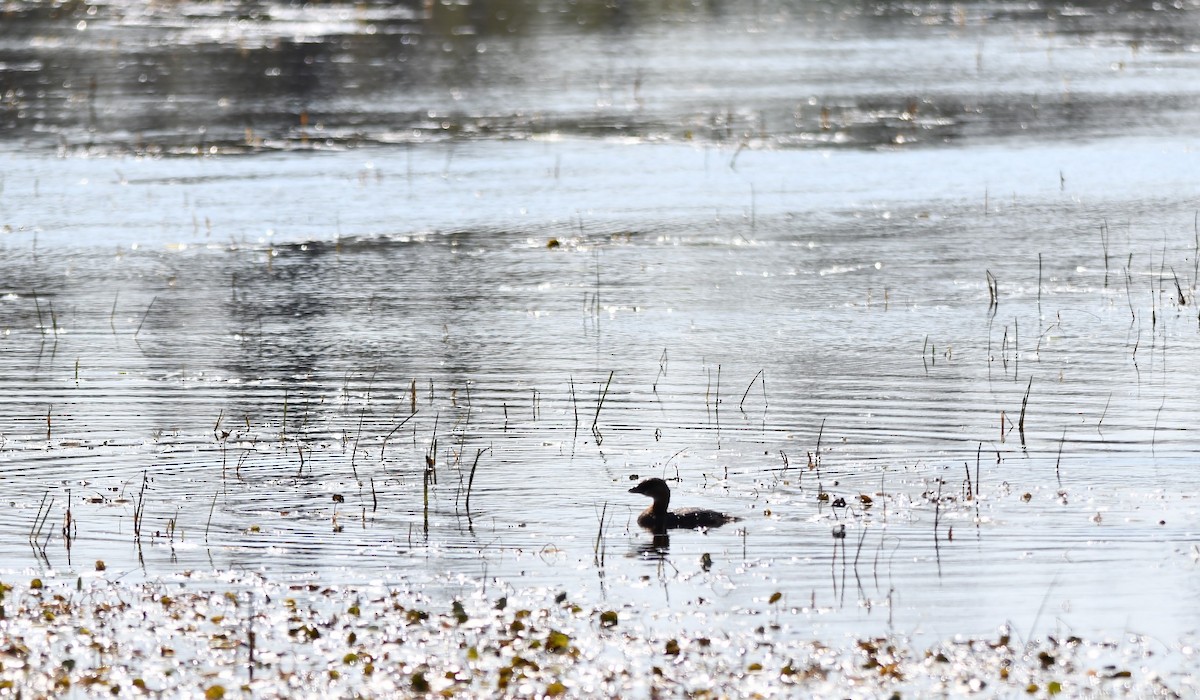 Pied-billed Grebe - ML623956863