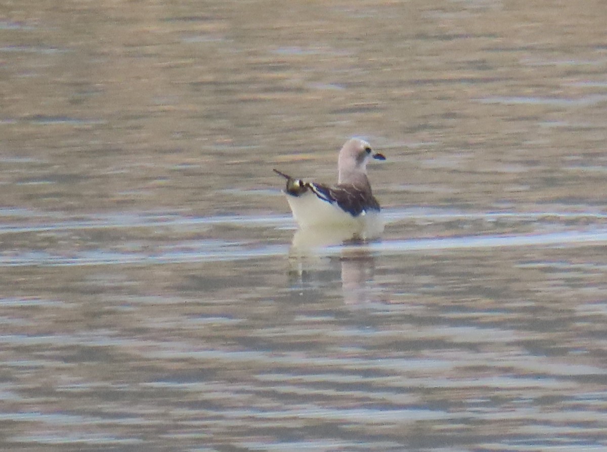 Sabine's Gull - ML623956865