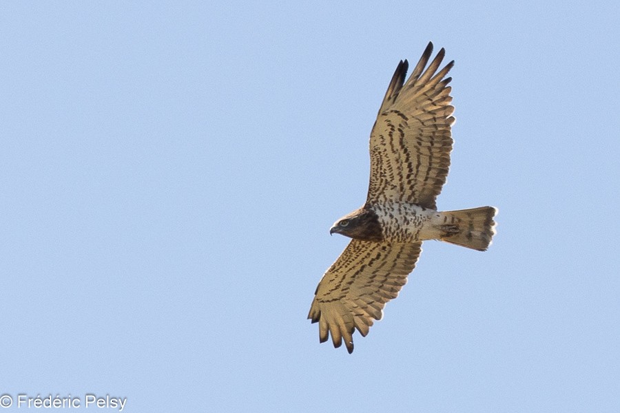 Short-toed Snake-Eagle - ML623956871