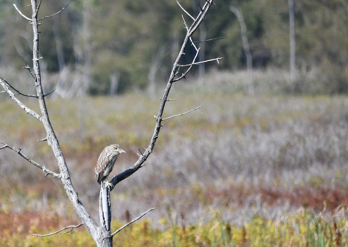 Black-crowned Night Heron - ML623956878