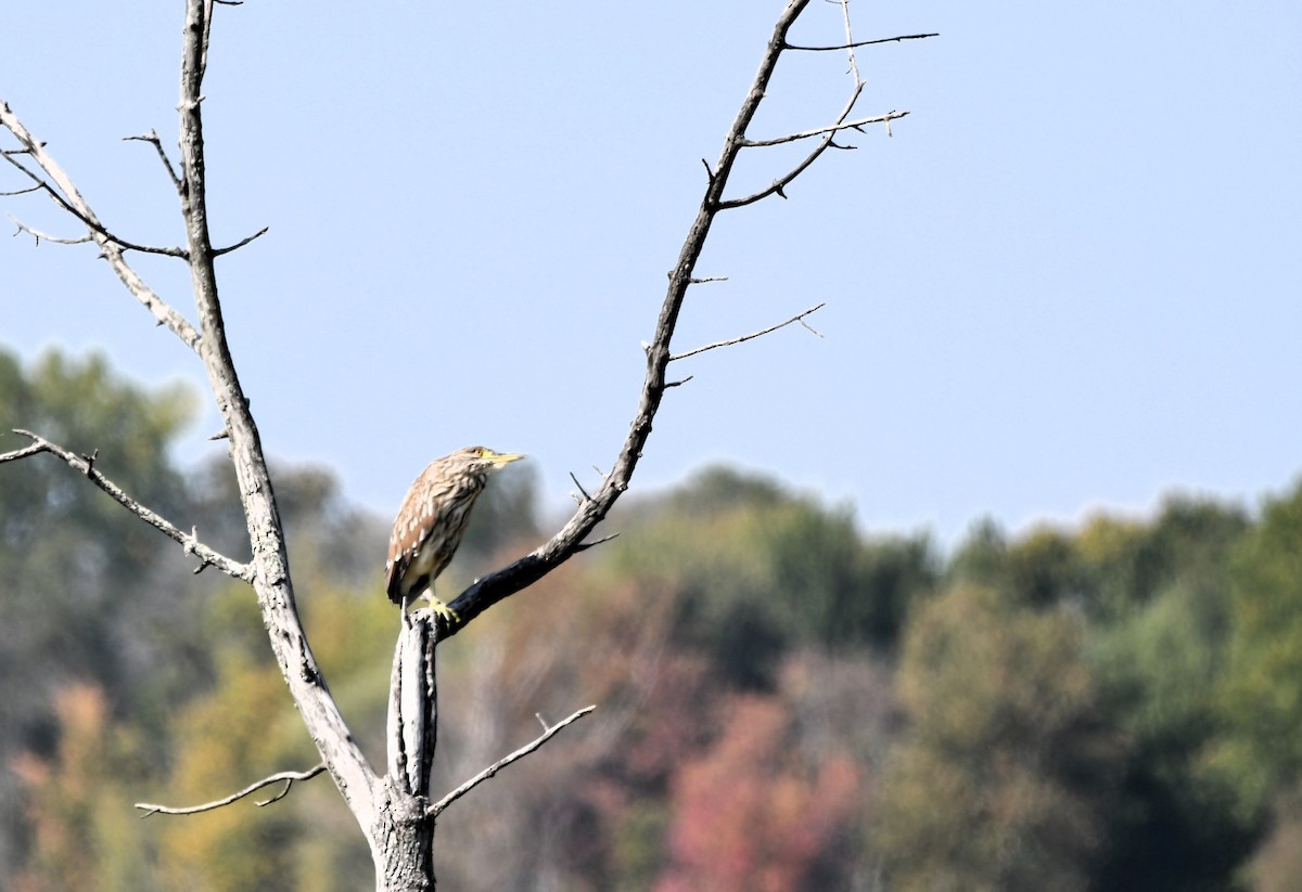 Black-crowned Night Heron - Monique Maynard