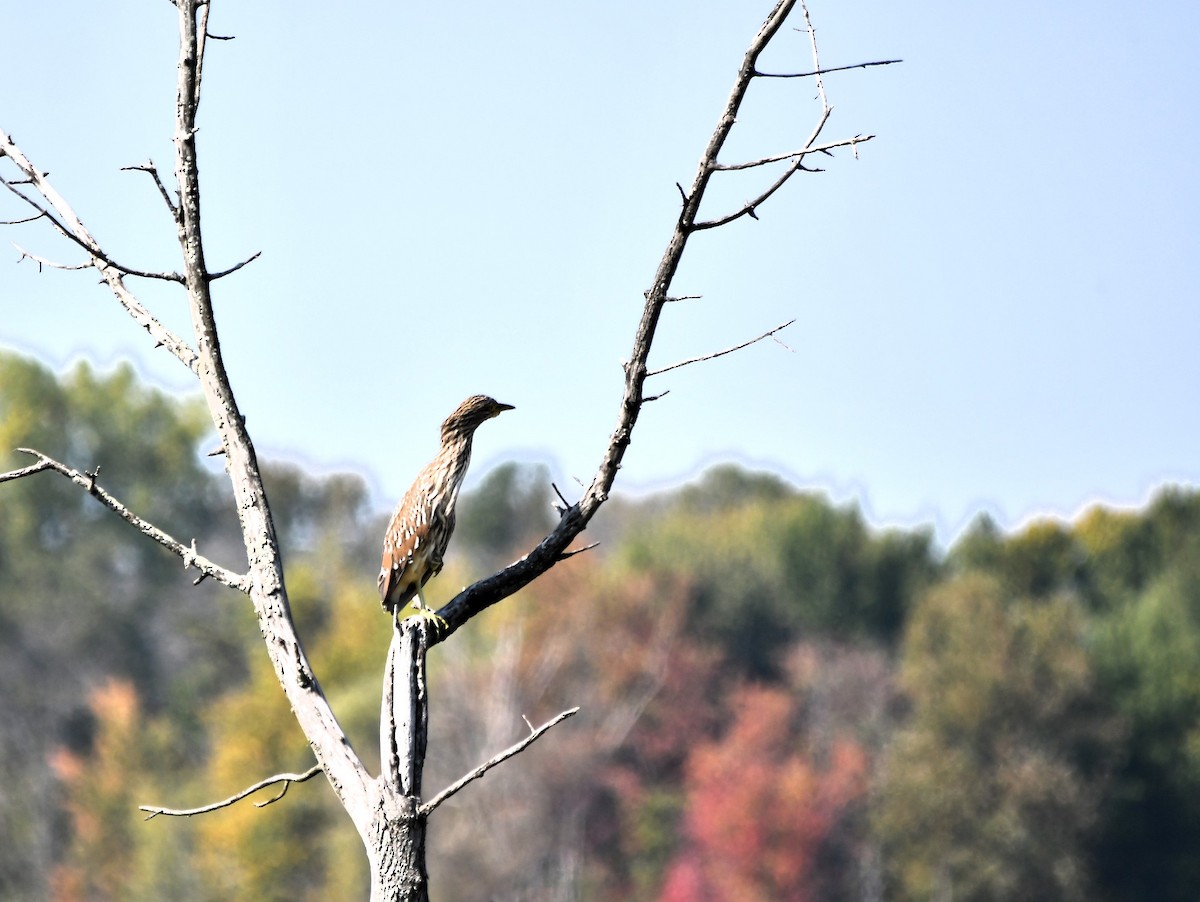 Black-crowned Night Heron - ML623956887