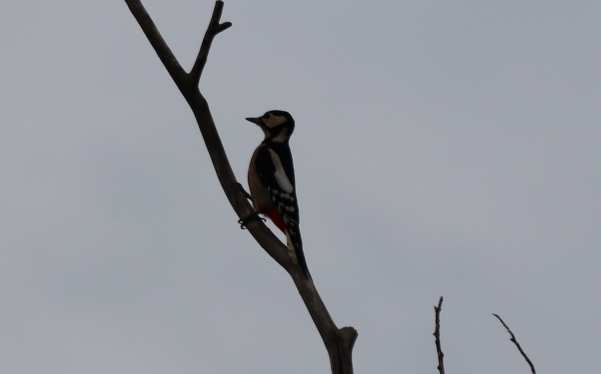 Great Spotted Woodpecker - ML623956889