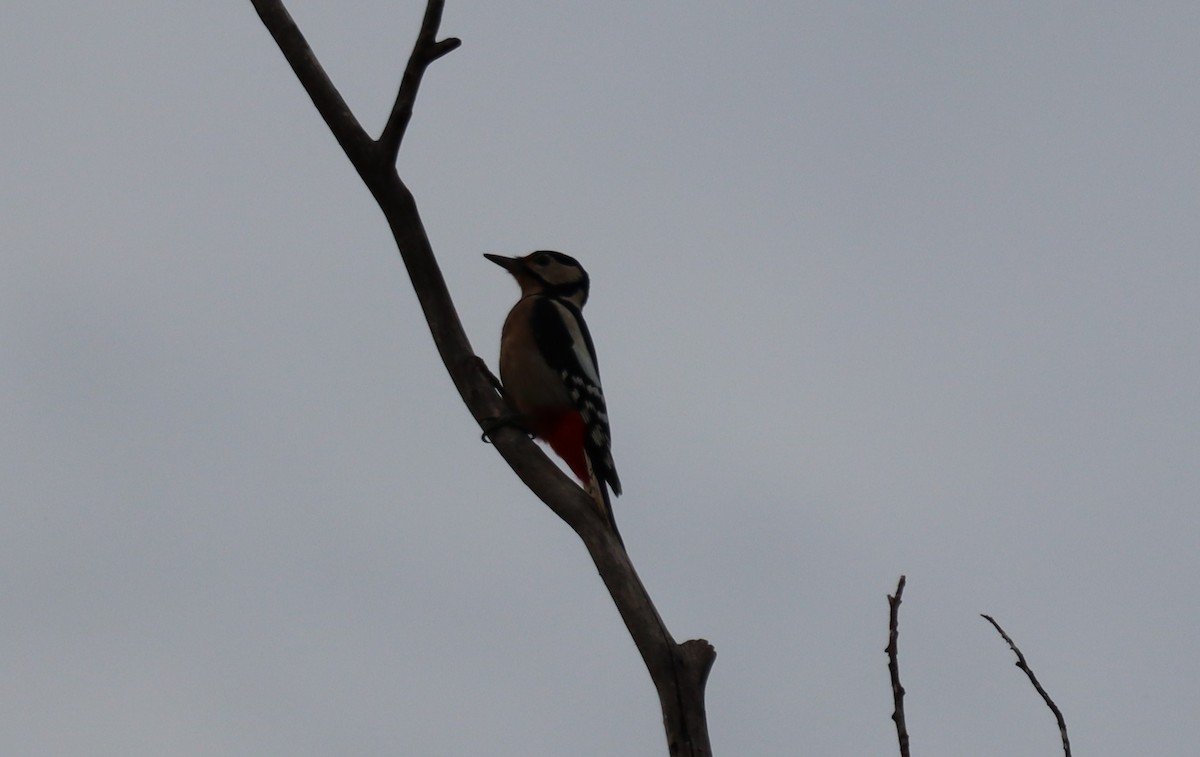 Great Spotted Woodpecker - ML623956890