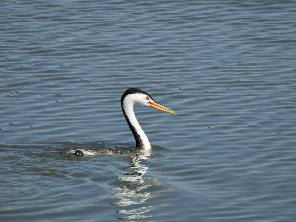 Clark's Grebe - ML623956925