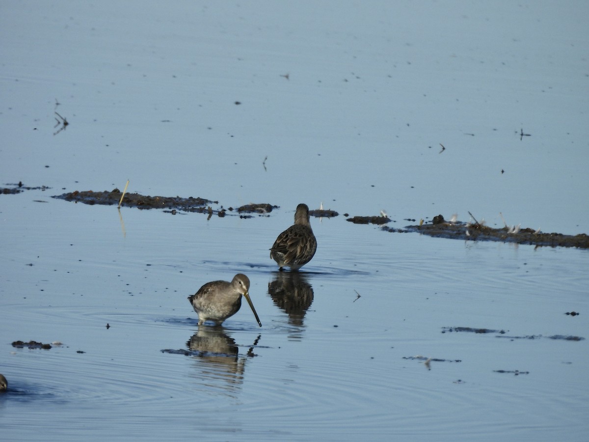 langnebbekkasinsnipe - ML623956938