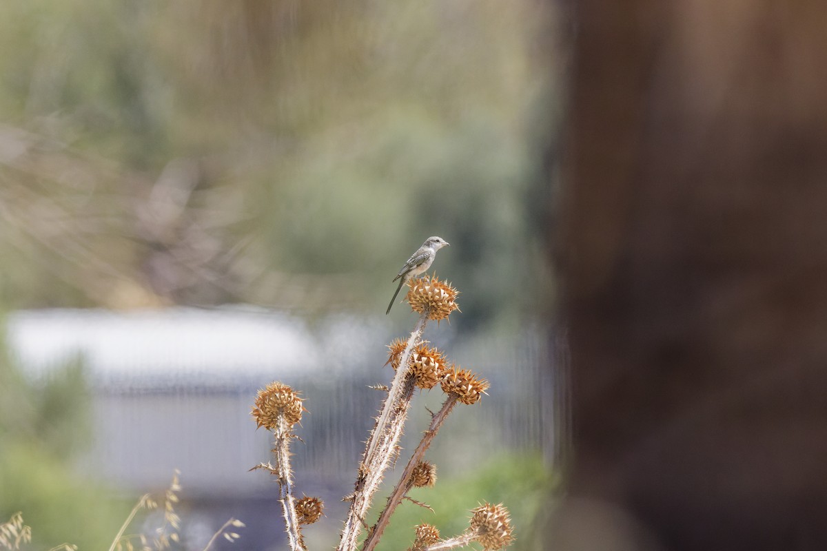 Masked Shrike - ML623956972