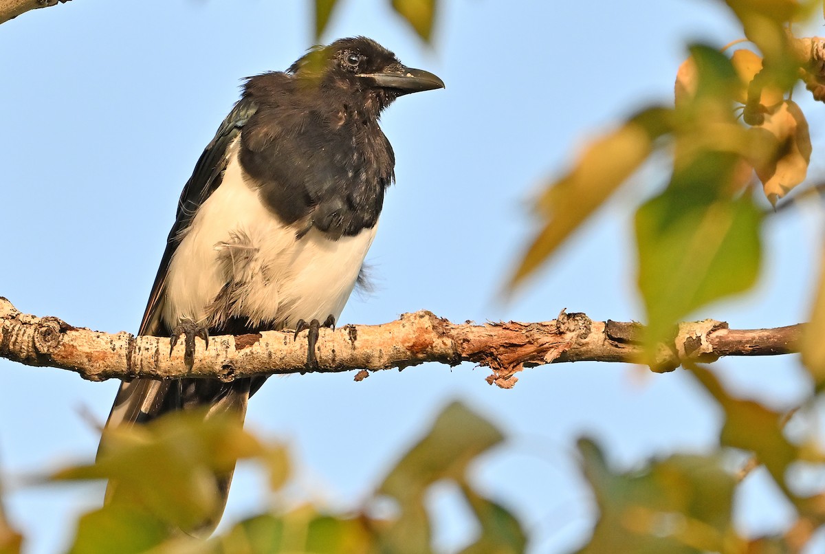 Black-billed Magpie - ML623956973