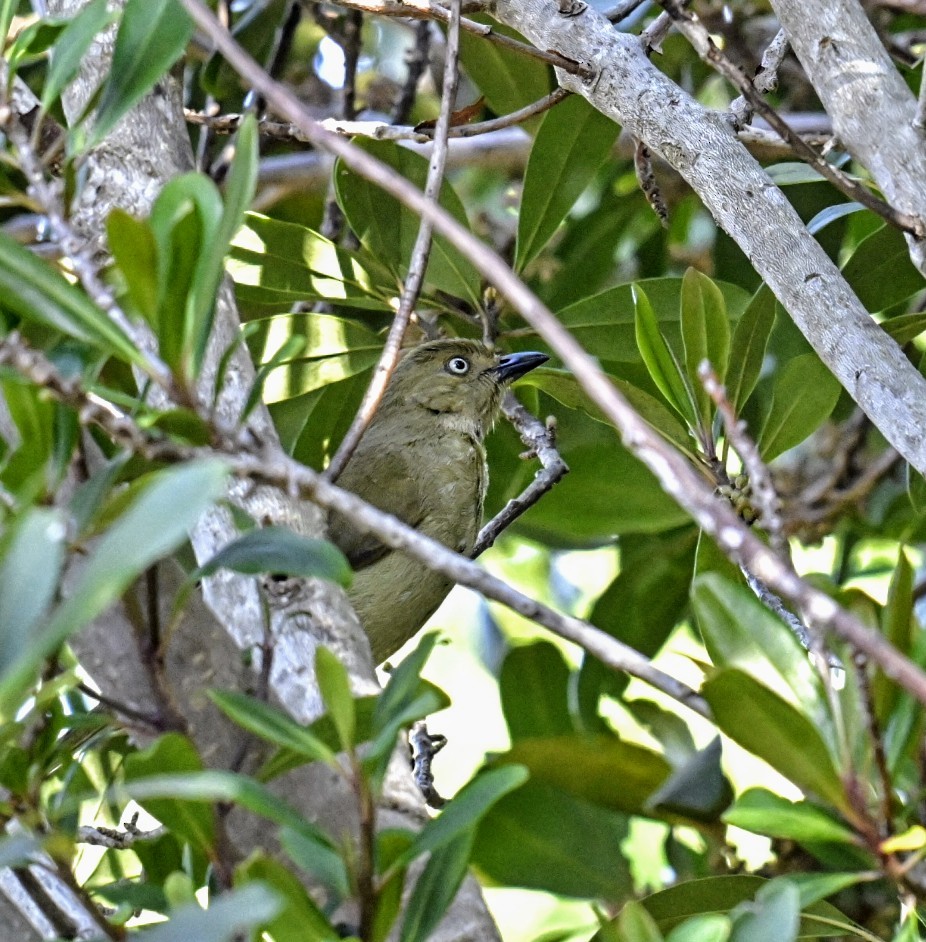 Sombre Greenbul - ML623956974