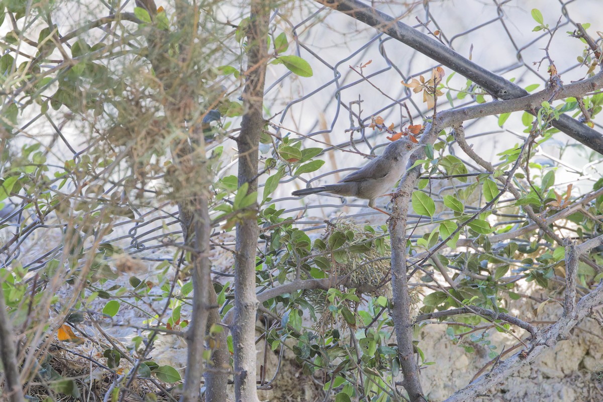 Sardinian Warbler - Bilgehan Ergan