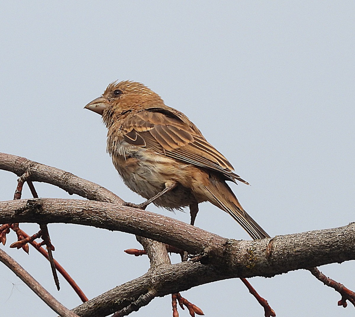 Passerin indigo - ML623956986