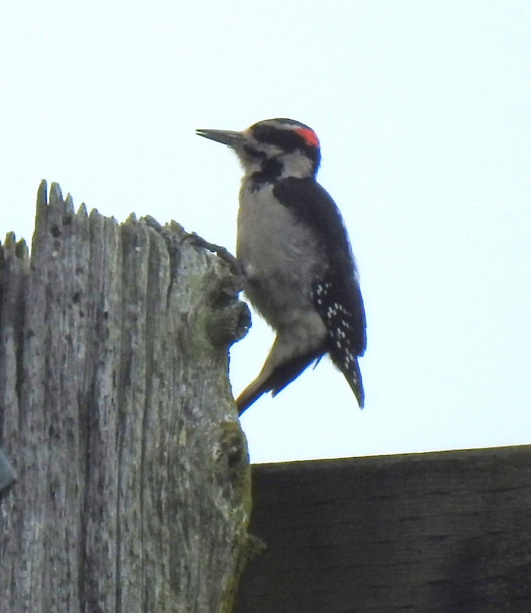 Hairy Woodpecker - ML623956988