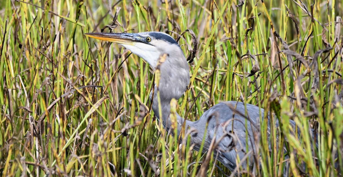 Great Blue Heron - ML623956993