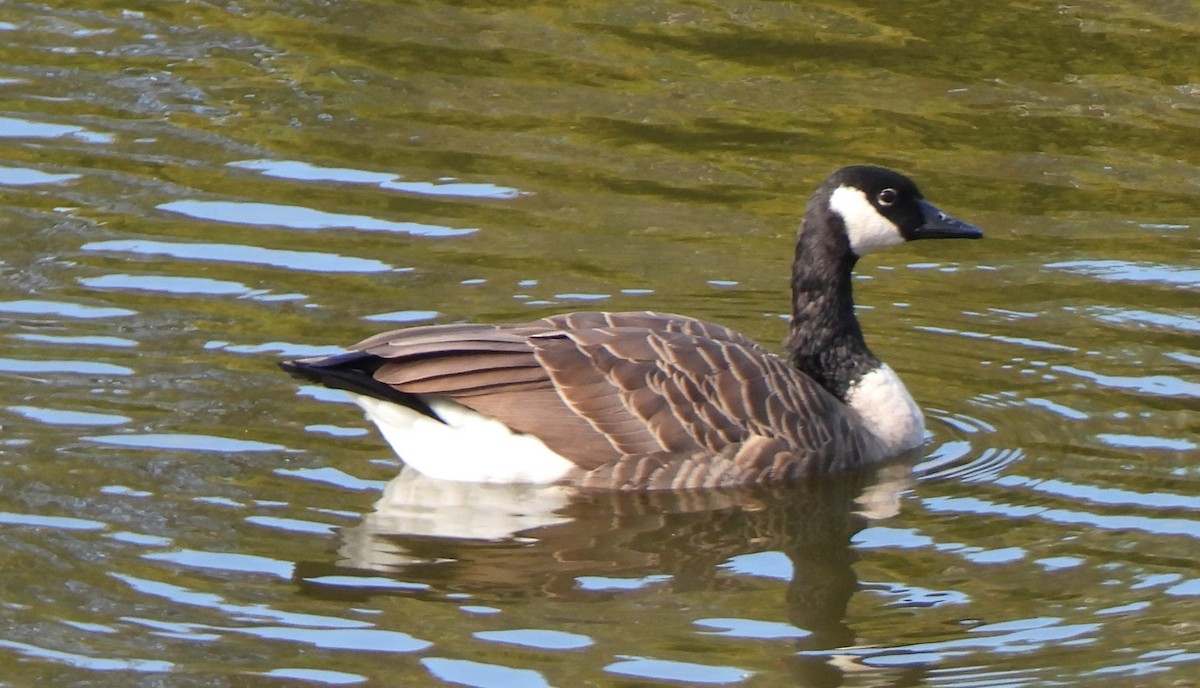 Cackling Goose - ML623956994