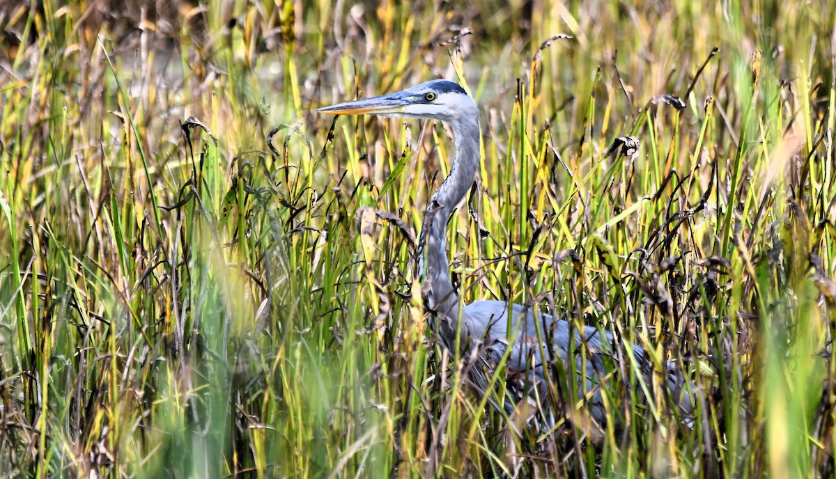 Great Blue Heron - ML623957000