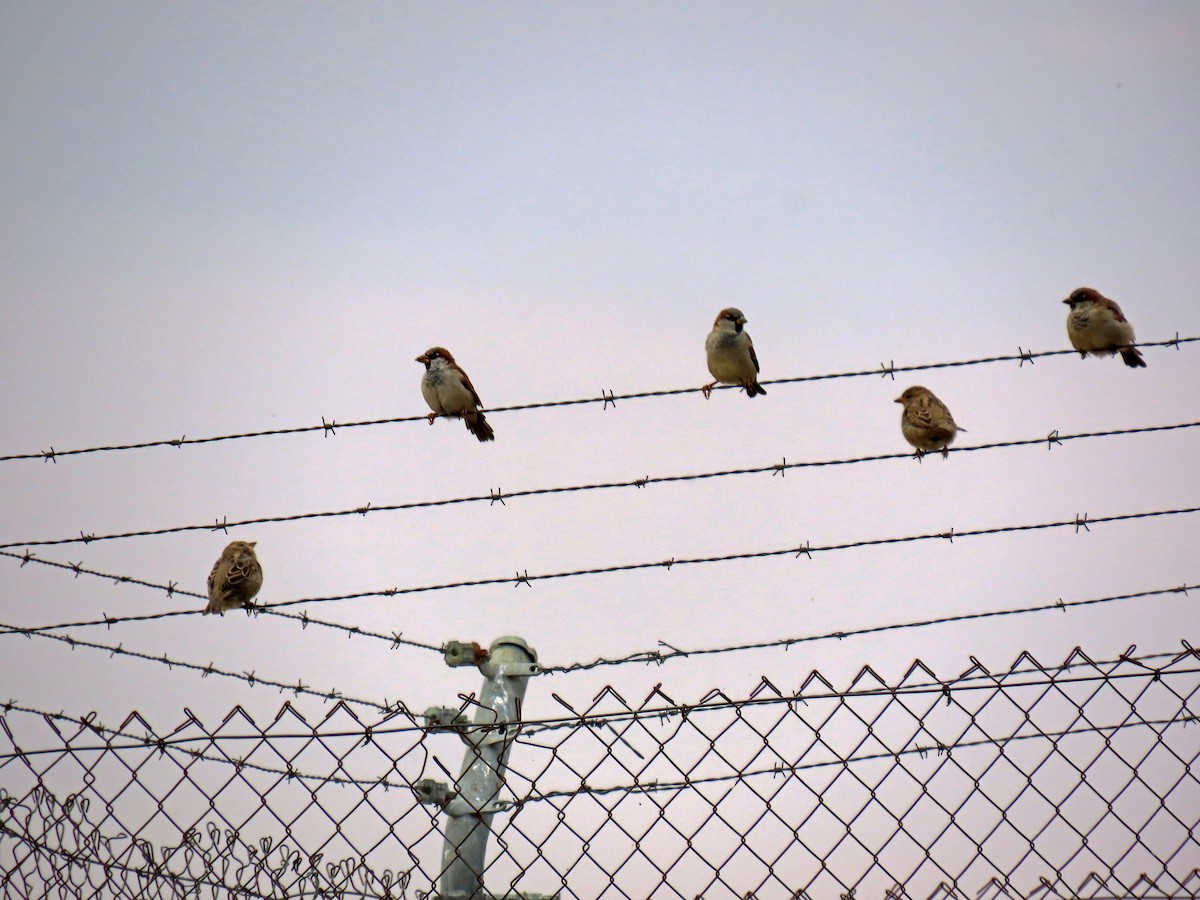 House Sparrow - ML623957003