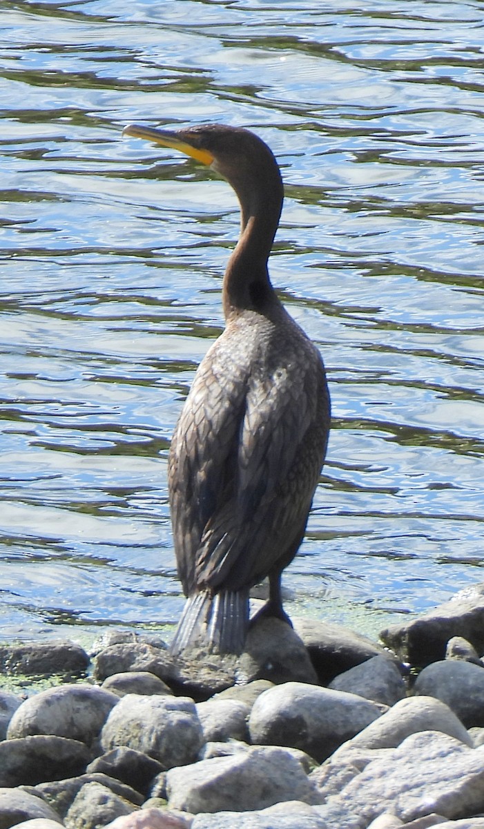 Cormorán Orejudo - ML623957004