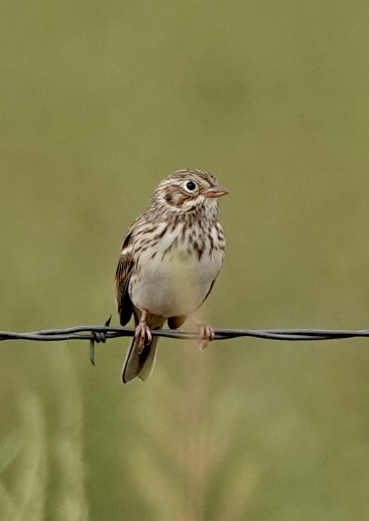 Vesper Sparrow - ML623957017