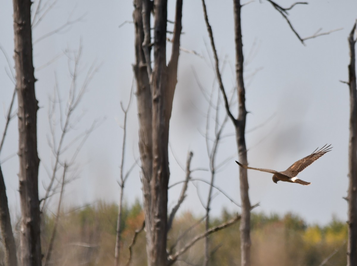 Northern Harrier - ML623957018