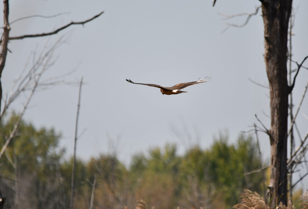 Northern Harrier - ML623957024