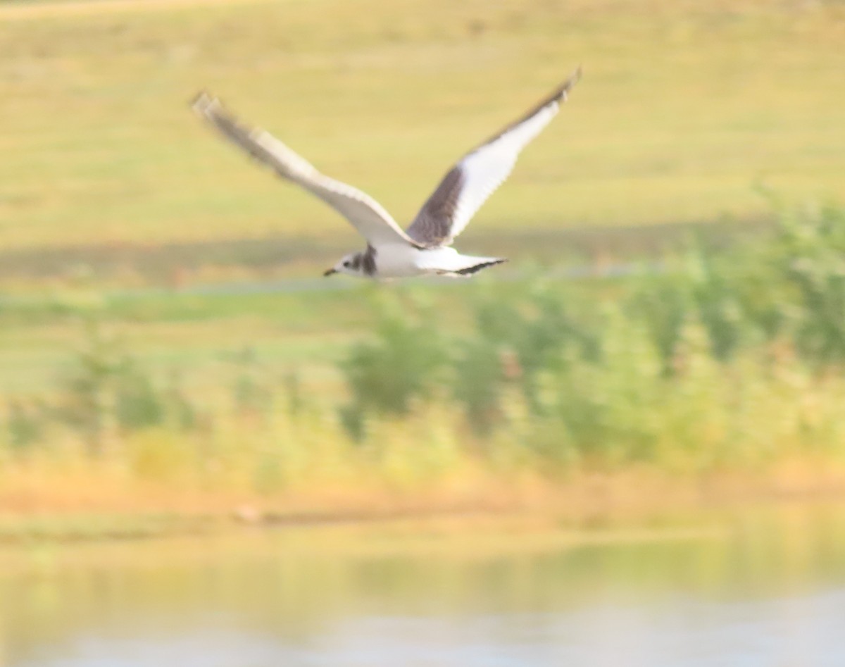 Sabine's Gull - ML623957026