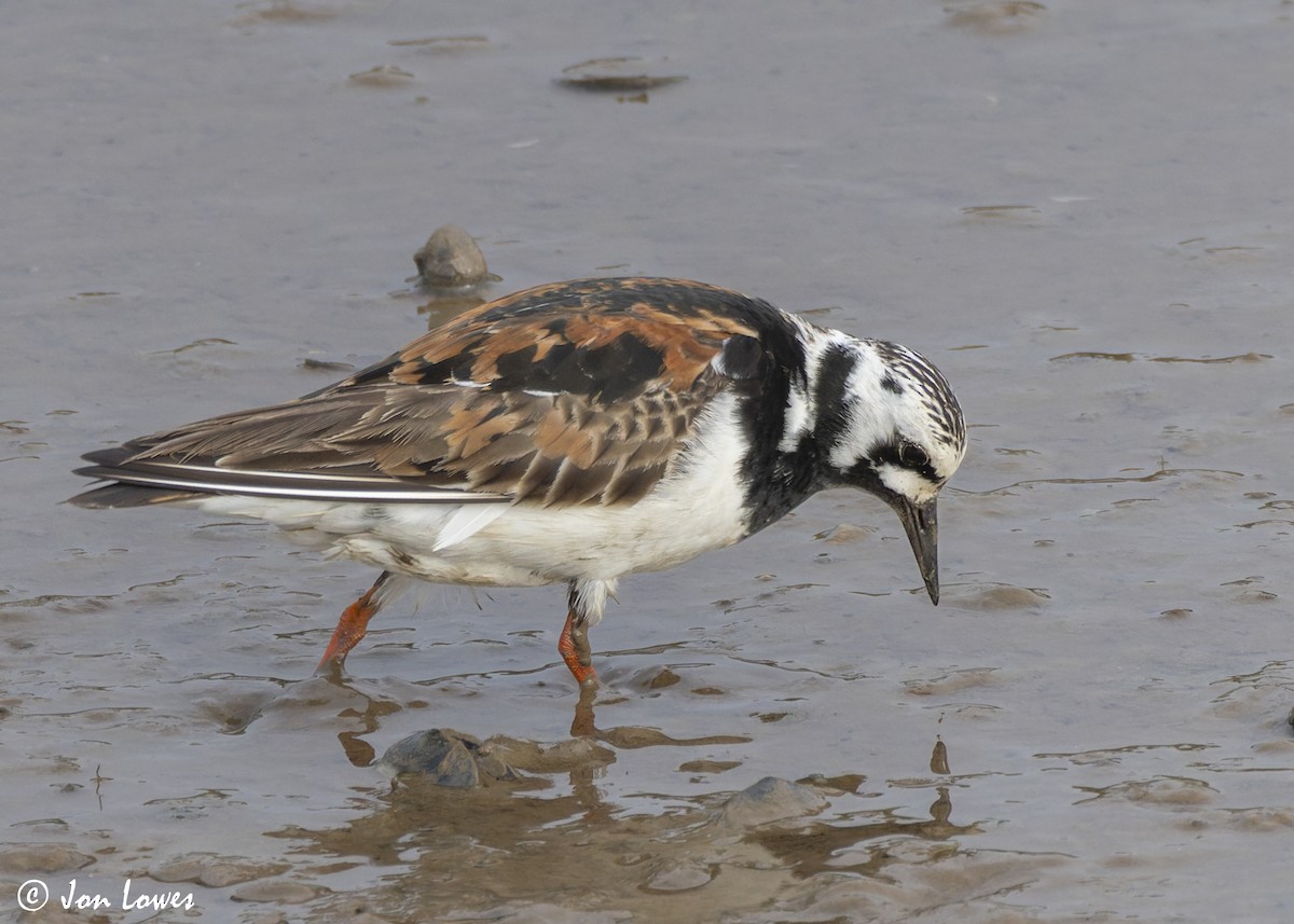 Ruddy Turnstone - ML623957033