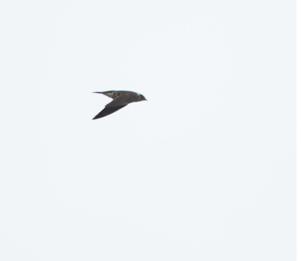 Purple Martin - ML623957036