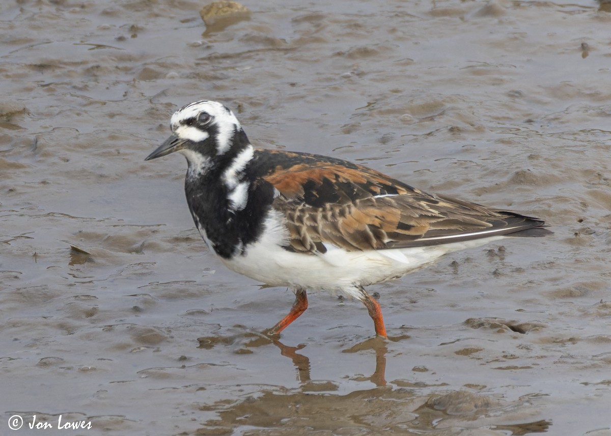 Ruddy Turnstone - ML623957038