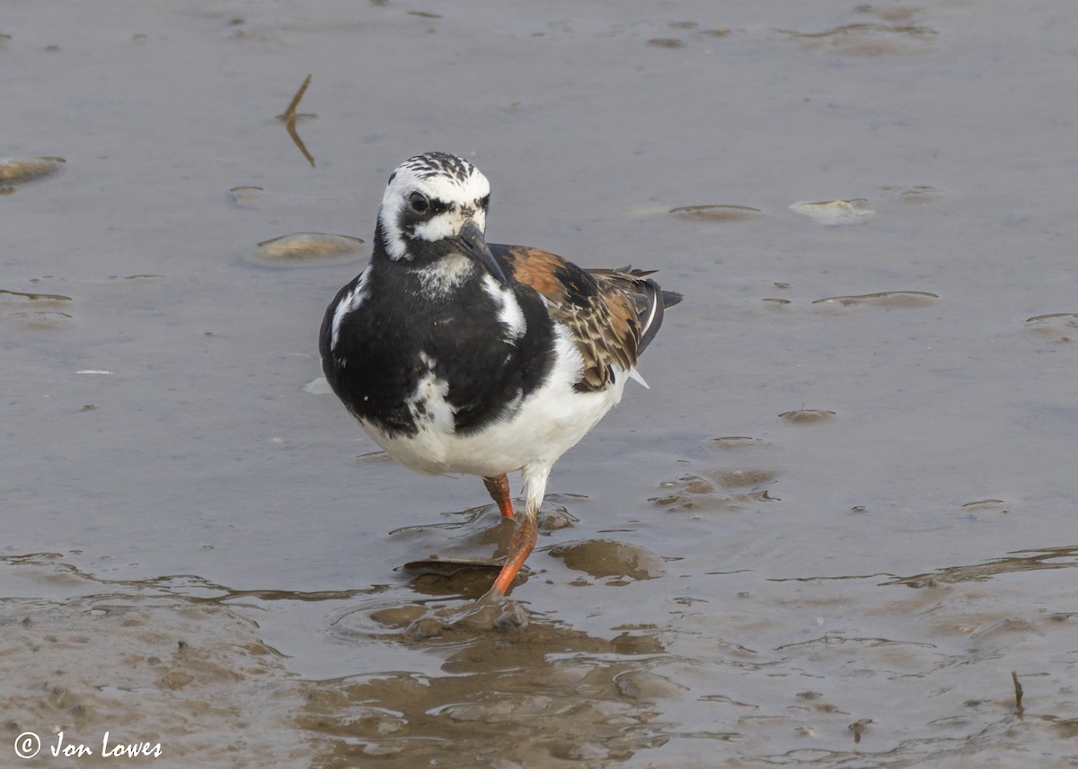 Ruddy Turnstone - ML623957041