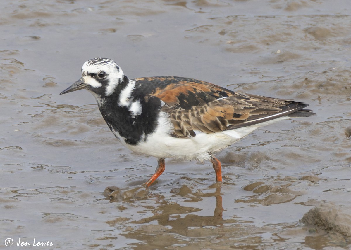 Ruddy Turnstone - ML623957042