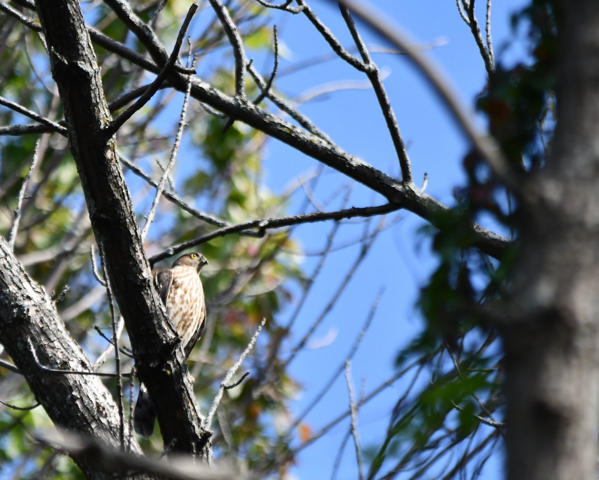 Cooper's Hawk - ML623957044