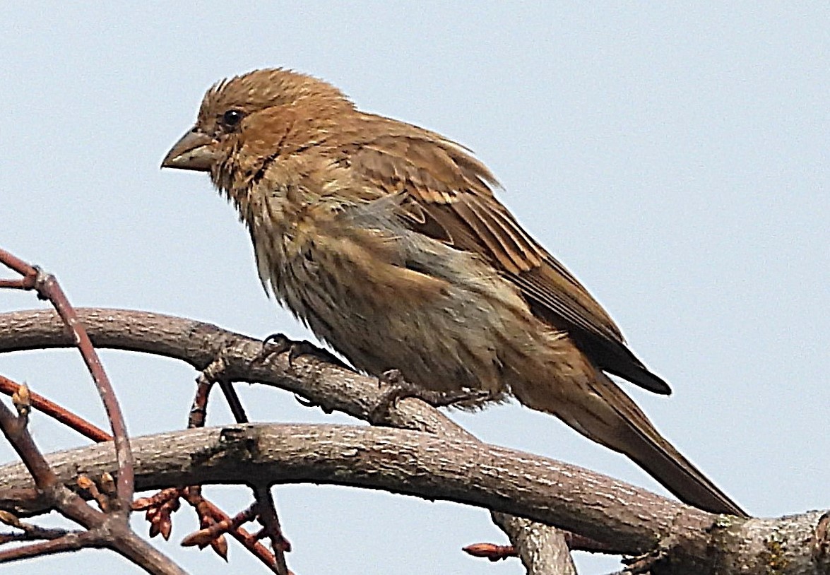 Indigo Bunting - ML623957048